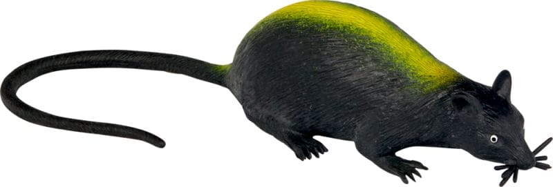 Tenebrosa rata de canal - Wild+Cool